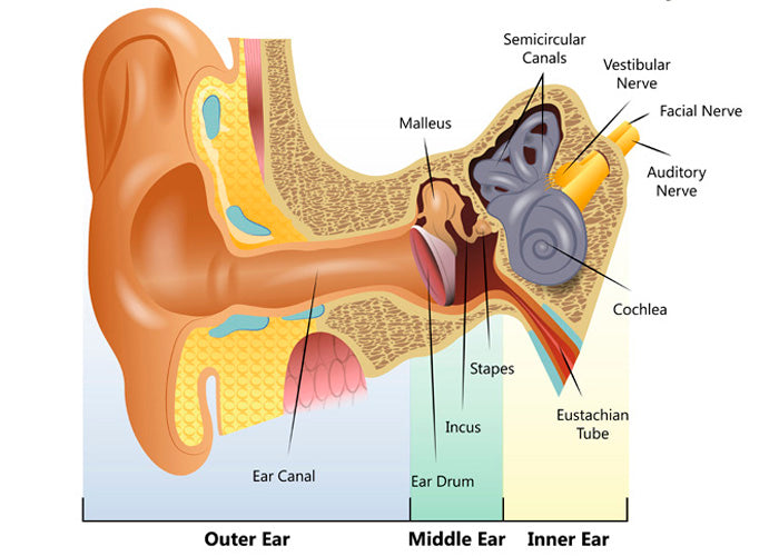 Ear Anatomy: More Tips For Effective Ear Wax Removal
